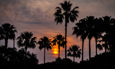 Several palm trees are silhouetted against a setting sun, partially obscured by low clouds.