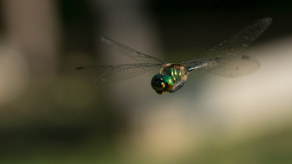 Flying dragonfly