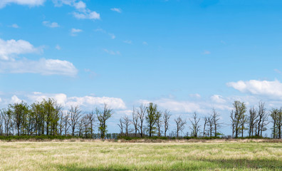 Obraz premium Panoramas with trees high resolution