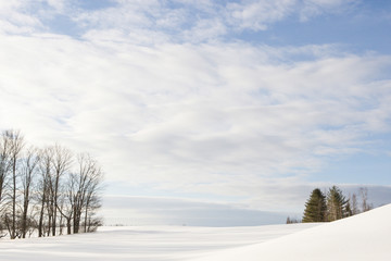 Snowy Fields