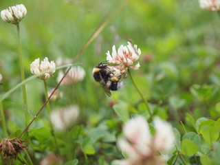 closeup of a bee on a white flower in summer