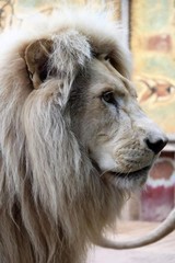 un lion de profil 