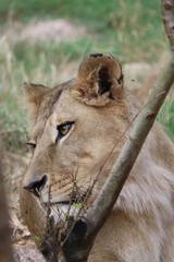 une lionne de profil