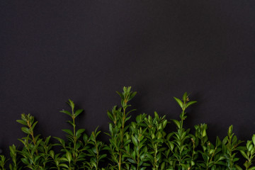 Boxwood twigs laid out on top, place for text, flat lay on a black background