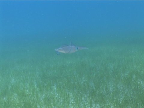squid cuttlefish scenery underwater on sea grass ocean scenery  and Loligo vulgaris