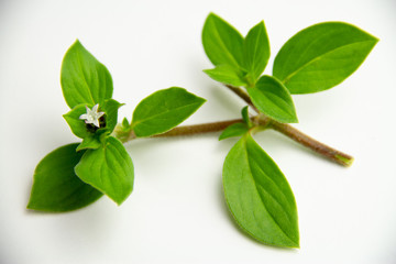Folha verde com florzinha branca no meio, lados desfocados, isolada no branco