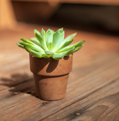 Potted succulent against wood in the sunshine