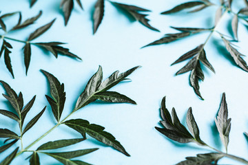 Branches of medicinal Elderberry on a blue background.
