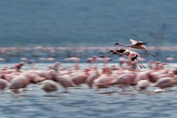 Lesser Flamingos in flight, lake Bogoria