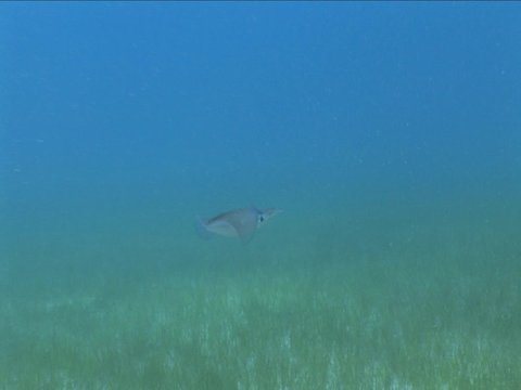 squid cuttlefish scenery underwater on sea grass ocean scenery  and Loligo vulgaris