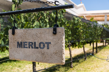 Sign of Merlot grape wine against the background of vine plants in a vineyard