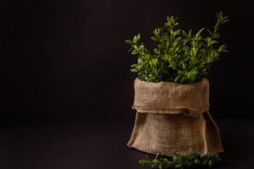 Bouquet of boxwood in a bag of burlap on a black background