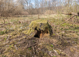 Fototapeta na wymiar old tree stump