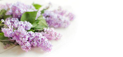 Spring flowers. Lilac flowers on white background. Top view, flat lay
