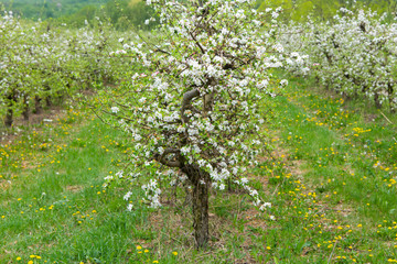 Fototapeta na wymiar Blossoming apple garden in spring