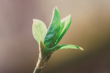 young green plant