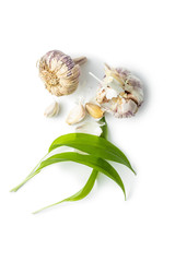 Green wild garlic leaves and garlic bulb. Ramsons leaves