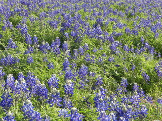 Obraz premium Texas bluebonnetts