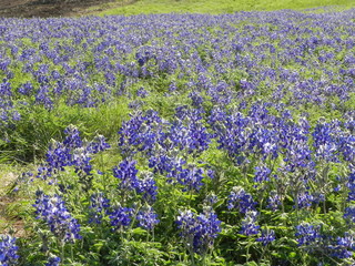 Obraz premium Texas bluebonnetts