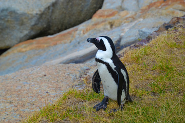 Obraz premium African penguin on coast near ocean. African penguin (Spheniskus demersus) also known as jerk penguin and black-footed penguin. Near Cape Town, South Africa