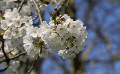fleurs de merisier en gros plan