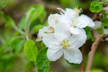 Fototapeta premium Blossoming apple garden in spring