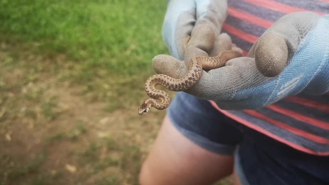 Home gardener holds snake found in backyard garden which is great for pest control during social isolation