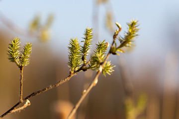 Fragile leaves over blue sky