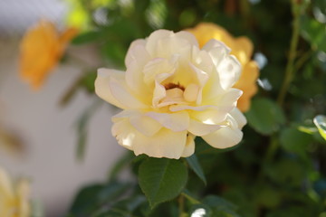 beautiful yellow rose in the garden in June use for background