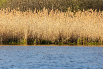 Autumn reeds in the lake