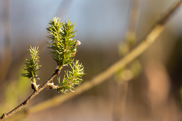 Fragile leaves over blue sky