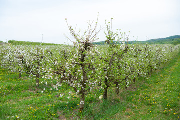 Blossoming apple garden in spring