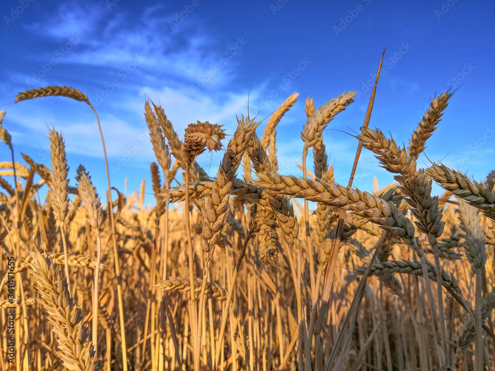 Poster wheat field against a blue sky