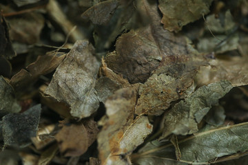 O Guaco é uma planta medicinal, também conhecida por ervas de serpentes, cipó-catinga ou erva de cobra, muito utilizada em problemas respiratórios devido ao seu efeito broncodilatador e expectorante.