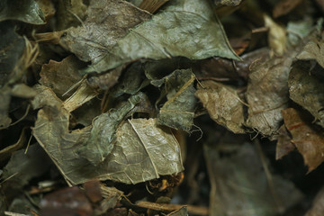 O Guaco é uma planta medicinal, também conhecida por ervas de serpentes, cipó-catinga ou erva de cobra, muito utilizada em problemas respiratórios devido ao seu efeito broncodilatador e expectorante.