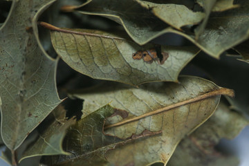 A Espinheira Santa é considerada uma planta medicinal, conhecida há muito tempo pelos índios da América do Sul