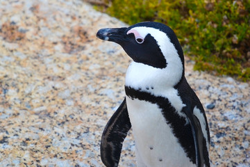African penguin on coast near ocean. African penguin (Spheniskus demersus) also known as jerk penguin and black-footed penguin. Near Cape Town, South Africa