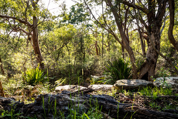 Traveling along the Great Ocean Road in New South Wales, Australia at a sunny day in summer. Driving through a rain forest.