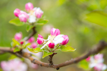 Obraz premium Blossoming apple garden in spring