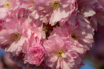 Pink japanese sakura tree flowers blossom
