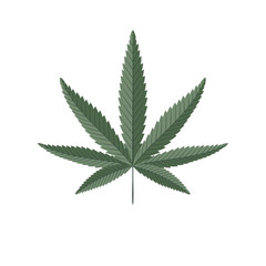 Cannabis green leaf vector illustration