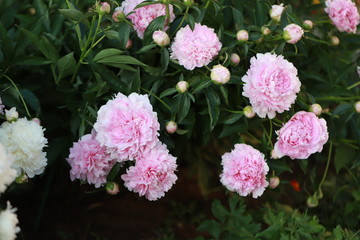 pink peony Bush in the garden on a flower bed in June