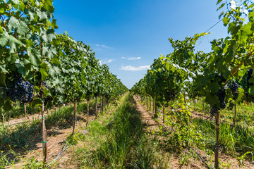 Vine plants in a vineyard in Mendoza on a sunny day with blue sky