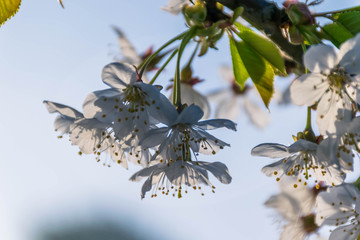 White cherry flower blossom in the morning