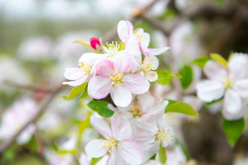 Blossoming apple garden in spring