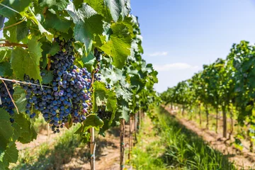 Foto auf Acrylglas Red wine grapes on a vine in a vineyard in Mendoza on a sunny day © Aleksandr Vorobev