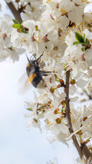 białe kwiaty i bąk © Roman Trojanowski