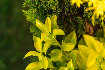 evergreen groundcover after a rainfall green background. green leaves in the garden against a blurred background