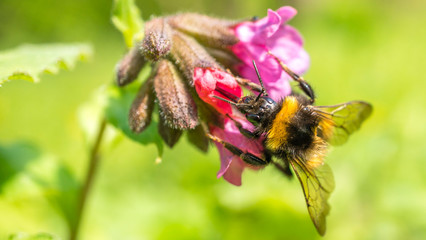 bąk © Roman Trojanowski