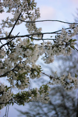 Cherry tree flowering in spring: beautiful white flowers and thin branches 